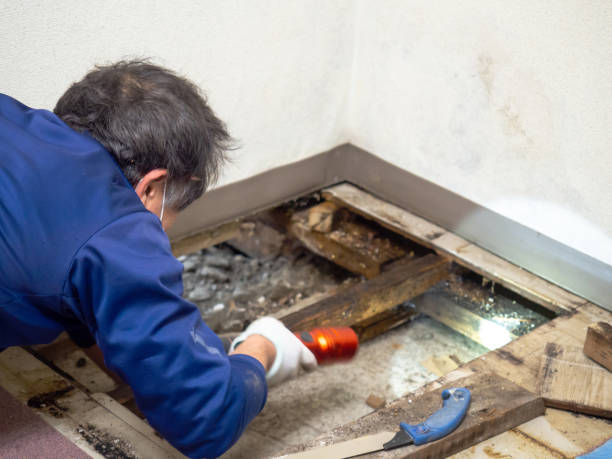 Best Professional Mold Removal  in Fayetteville, NY