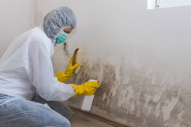 Best Toxic Mold Removal  in Fayetteville, NY