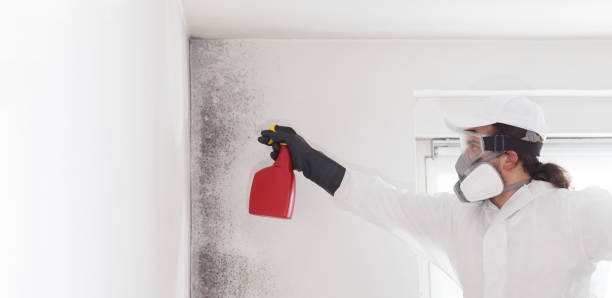 Best Attic Mold Removal  in Fayetteville, NY