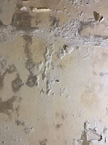 Best Mold Testing  in Fayetteville, NY