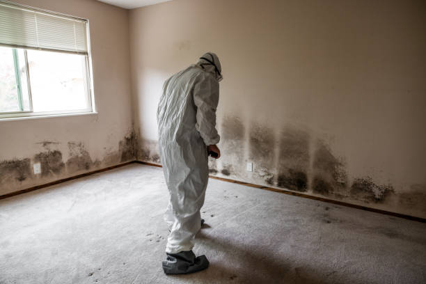 Certified Mold Removal in Fayetteville, NY