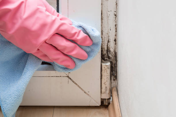 Trusted Fayetteville, NY Mold Removal Experts
